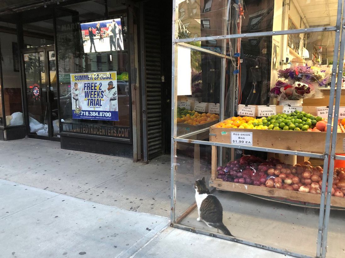This bodega cat likes to watch TV; would probably be okay with you sharing your Netflix login with him (or maybe he was just looking at some pigeons in the store awning).<br>(Rachel White)